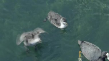 Amerikan deniz ineği Fulica Americana, vahşi kuş ve civcivler gölde yüzer, su kuşu. Yüksek kalite 4k görüntü