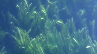 Su altında yeşil yosunlar, yakın çekim, güneş ışığı. Yüksek kalite 4k görüntü
