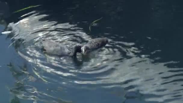 American Coot Fulica Americana Wild Bird Chicks Swim Lake Eats — Stock Video