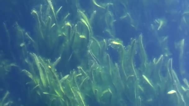 Algas Verdes Debaixo Água Perto Luz Solar Imagens Alta Qualidade — Vídeo de Stock
