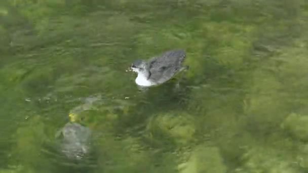Blässhuhn Fulica Americana Wildvogel Und Küken Schwimmen Und Fressen Algen — Stockvideo