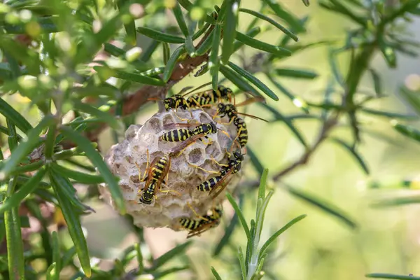 Wasp nest close up, family of wasps on the nest. High quality photo