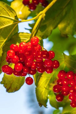 Yaklaşan viburum demetleri, güneş ışığı, sulu böğürtlen, kırmızı viburyum vitamin kaynağı. Yüksek kalite fotoğraf