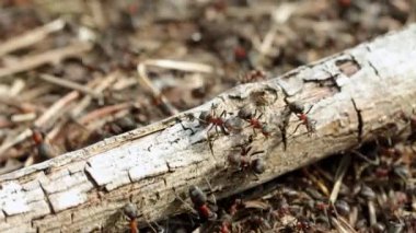 Karınca yuvasında iş ve orman karıncalarının hayatı. Karınca yuvası karıncalarla kaynıyor, yakın çekim. Makro. Yüksek kalite 4k görüntü