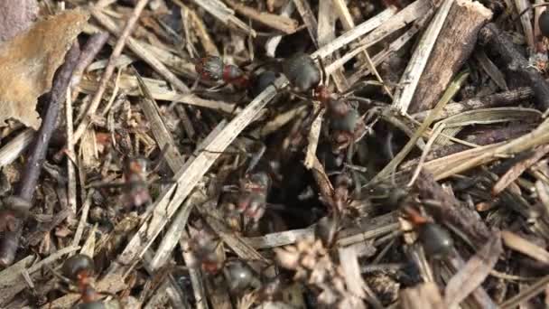 개미집에 개미들의 개미집은 개미들로 촬영이 있습니다 매크로 고품질 — 비디오