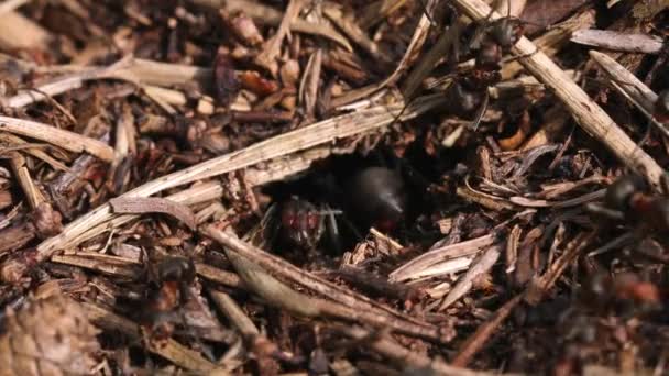 개미의 Anthill에서 안틸은 개미들로 촬영을 했습니다 다양성 매크로 고품질 — 비디오