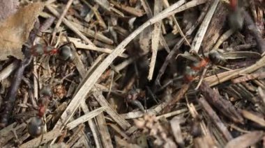 Karınca yuvasında iş ve orman karıncalarının hayatı. Karınca yuvası karıncalarla kaynıyor, yakın çekim. Böcek çeşitliliği kavramı. Makro. Yüksek kalite 4k görüntü