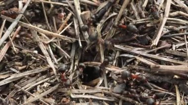 Karınca yuvasında iş ve orman karıncalarının hayatı. Karınca yuvası karıncalarla kaynıyor, yakın çekim. Böcek çeşitliliği kavramı. Makro. Yüksek kalite 4k görüntü