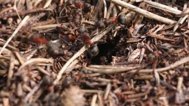 Karınca yuvasında iş ve orman karıncalarının hayatı. Karınca yuvası karıncalarla kaynıyor, yakın çekim. Böcek çeşitliliği kavramı. Makro. Yüksek kalite 4k görüntü