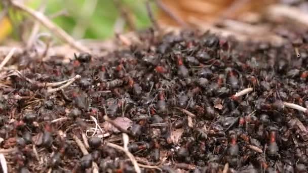 Praca Życie Leśnych Mrówek Mrowisku Mrowisko Roi Się Mrówek Wystrzelonych — Wideo stockowe