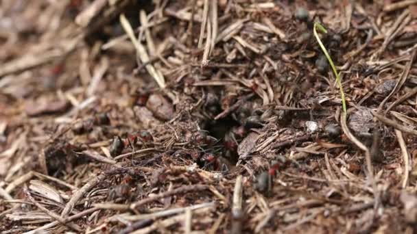 Εργασία Και Ζωή Των Μυρμηγκιών Του Δάσους Μια Μυρμηγκοφωλιά Μυρμηγκοφωλιά — Αρχείο Βίντεο