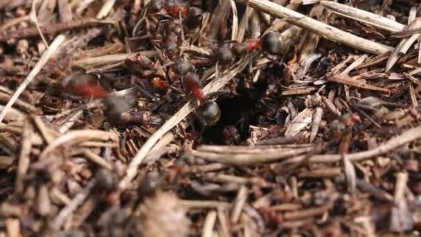 개미의 Anthill에서 안틸은 개미들로 촬영을 했습니다 다양성 매크로 고품질 — 비디오