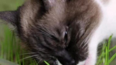 Bir siyam kedisine yakından bakınca yeşil ot yiyor. Yüksek kalite 4k görüntü