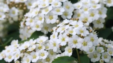 Beyaz bahar çiçekleri olan çalılar yaklaşıyor. Yüksek kalite 4k görüntü