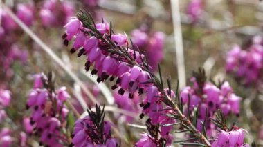 Küçük mor çiçekler yosunlarla çevrili bir kaya yarığından çiçek açar. Yüksek kalite 4k görüntü