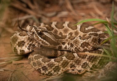 Batı Massasauga (Sistrurus catenatus) çimlere sarılı