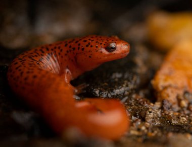 Mavi sırt kırmızı semender (Psuedotriton ruber nitidus) tam vücut atış çakıl taşları ve kum üzerinde