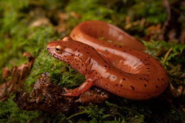 Mavi sırt yay semenderi (Gyrinophilus porphyriticus danielsi) tüm vücut yosun üzerinde