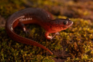 Doğu çamur semenderi (Psuedotriton montanus montanus) tam vücut yosun