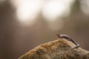 Blacksburg semenderi (Plethodon Jacksoni) kaya üzerinde tüm vücut