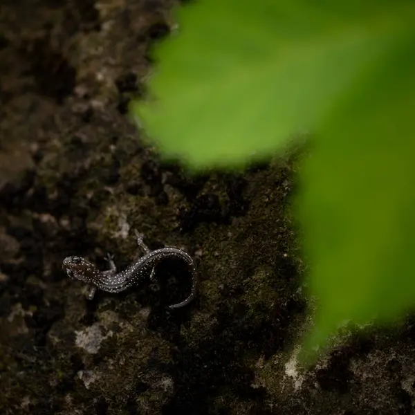 Yapraklı Batılı sümüksü semender (Plethodon abagula)