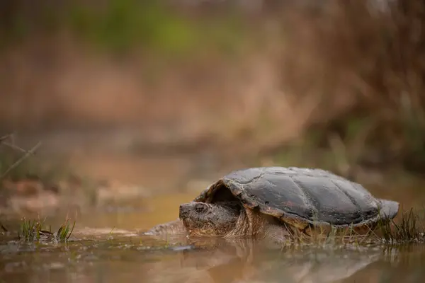 Snapping Turtle Chelydra Serpentina Sitting Muddy Puddle — Stock Photo, Image