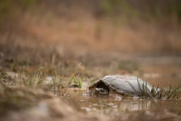 Snapping Turtle Chelydra Serpentina Sitting Muddy Puddle — Stock Photo, Image