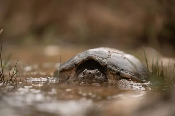 Snapping Turtle Chelydra Serpentina Hiding Muddy Puddle — Stock Photo, Image