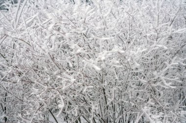 Mountain landscapes in winter with frozen trees and snow                                    