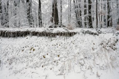 Mountain landscapes in winter with frozen trees and snow                               