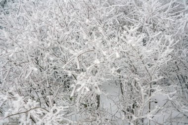 Mountain landscapes in winter with frozen trees and snow                               