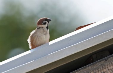 Serçe evin çatısında.                               