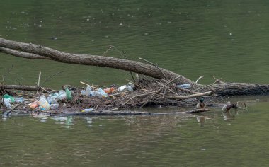Nile geese in a polluted river