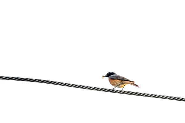 American Robin Bird Power Electric Wire — Stock Photo, Image