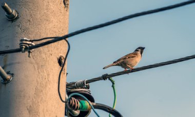 Elektrik kablosundaki serçe.