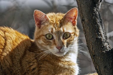 Evcil kediler farklı yerlerde ağaçlarda ve evde.