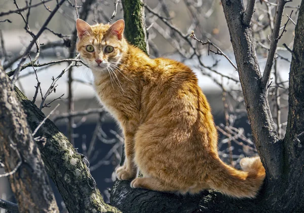 Animais Estimação Gatos Diferentes Situações Nas Árvores Casa — Fotografia de Stock