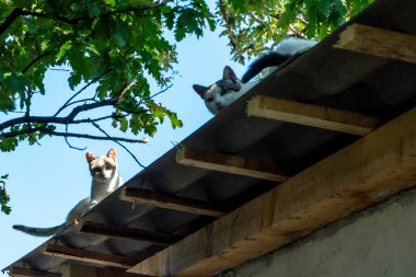 Evcil kediler farklı yerlerde ağaçlarda ve evde.