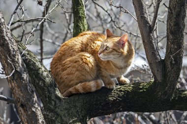 Evcil kediler farklı yerlerde ağaçlarda ve evde.