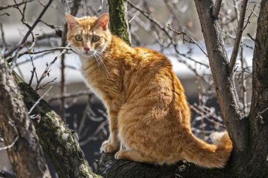 Evcil kediler farklı yerlerde ağaçlarda ve evde.