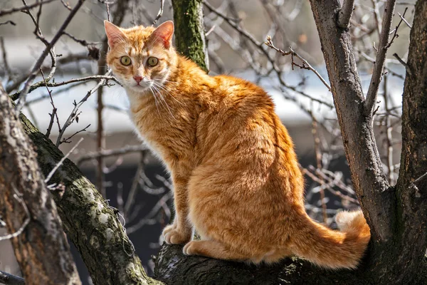 Haustiere Katzen Verschiedenen Situationen Den Bäumen Und Haus — Stockfoto