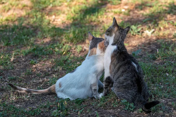 Evcil Kediler Farklı Yerlerde Ağaçlarda Evde — Stok fotoğraf