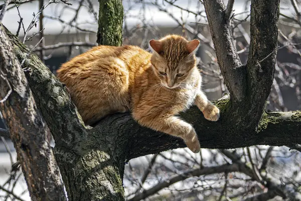 Haustiere Katzen Verschiedenen Situationen Den Bäumen Und Haus — Stockfoto