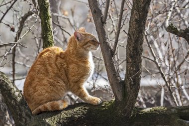 Evcil kediler farklı yerlerde ağaçlarda ve evde.
