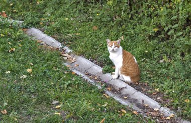 Evcil kediler farklı yerlerde ağaçlarda ve evde.