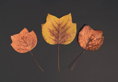 Lale ağacı siyah arkaplanda yapraklar bırakır. Minimum düzlük yatay kompozisyon, sonbahar güzellik konsepti