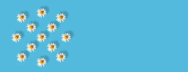 Gänseblümchen Auf Blauem Hintergrund Minimale Flache Verlegekomposition Nahtloses Muster Frühlingserwachen — Stockfoto