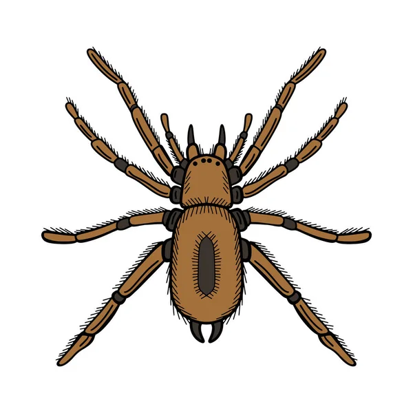 Hand Drawn Spider Tarantula Color Vector Illustration — Stock Vector