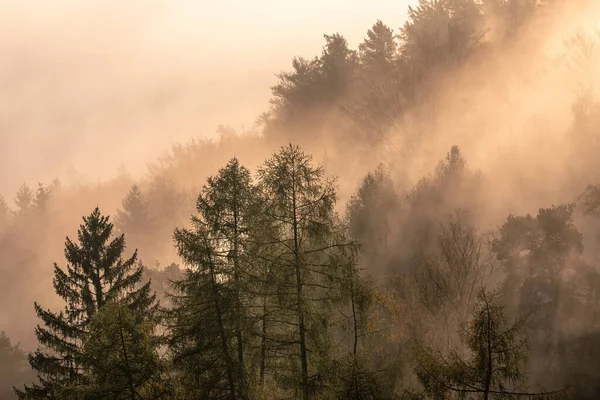 Dichter Wald Nebel — Stockfoto