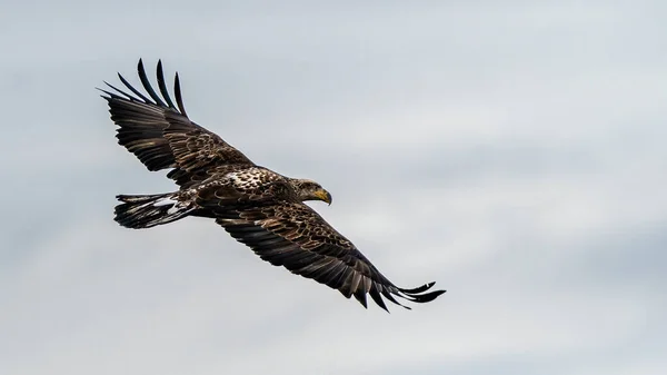 Flying Eagle Sky Background — Stock Photo, Image